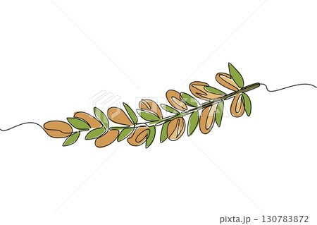 Continuous one line drawing Argania seeds lined up on branches with leaves. Plant preparations that can moisturize the skin. International Day of Argania. Single line draw design vector illustration Continuous one line drawing Argania seeds lined up on branches with leaves. Plant preparations that can moisturize the skin. International Day of Argania. Single line draw design vector illustration 130783872