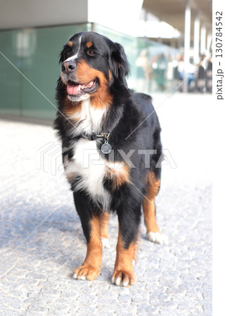 A Bernese Mountain Dog poses and lounges in an urban setting. Perfect for pet-related content, outdoor activity blogs, postcards, city life promotions, and canine lifestyle platforms A Bernese Mountain Dog poses and lounges in an urban setting. Perfect for pet-related content, outdoor activity blogs, postcards, city life promotions, and canine lifestyle platforms 130784542