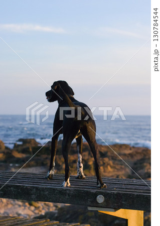 Black dog stands on a wooden platform by the sea, watching the waves and enjoying the peaceful ocean view. Perfect outdoor pet moment on a calm evening by the coast, ideal for travel and pet lovers Black dog stands on a wooden platform by the sea, watching the waves and enjoying the peaceful ocean view. Perfect outdoor pet moment on a calm evening by the coast, ideal for travel and pet lovers 130784544