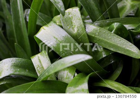 Close-up of vibrant green tropical leaves covered in glistening raindrops, captured in moody dark tones. Perfect for nature blogs, weather photography, or environmental conservation content 130784550