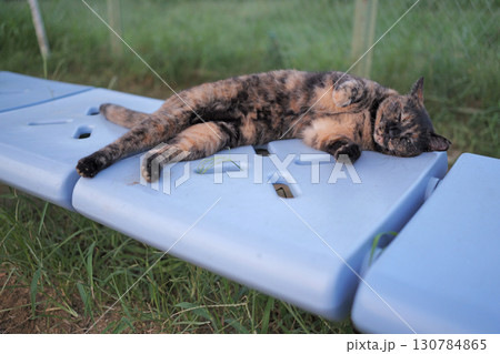 広場で遊ぶさび猫 130784865