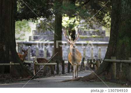 木々の間を歩く雄の鹿 木々の間を歩く雄の鹿 130784910