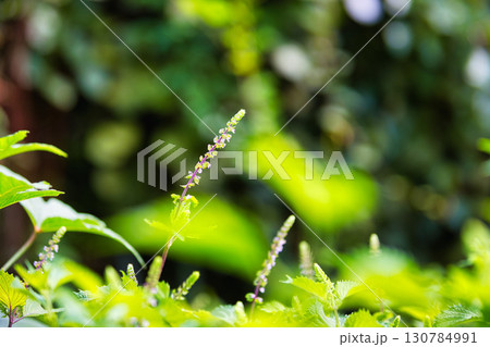 里山の山野草 130784991