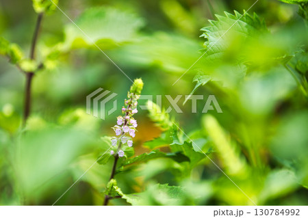 里山の山野草 130784992