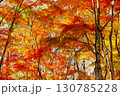 鮮やかな美しい紅葉 130785228