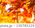 鮮やかな美しい紅葉 130785229