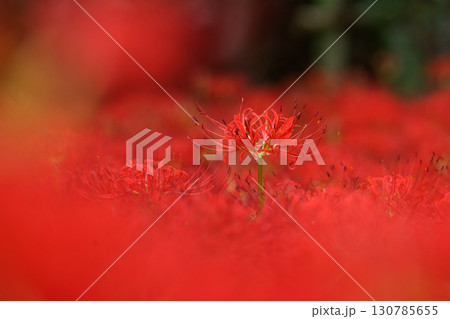 一茎だけスクッと伸びて目立って咲いている真っ赤な彼岸花の写真。岡山県真庭市・川東公園 130785655