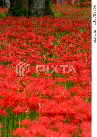 木々の間を埋めつくす、真っ赤な彼岸花の写真。「岡山県真庭市・川東公園」 130785656
