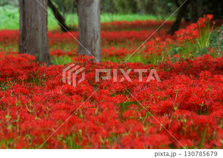 木々の間を埋めつくす、真っ赤な彼岸花の写真。「岡山県真庭市・川東公園」 木々の間を埋めつくす、真っ赤な彼岸花の写真。「岡山県真庭市・川東公園」 130785679