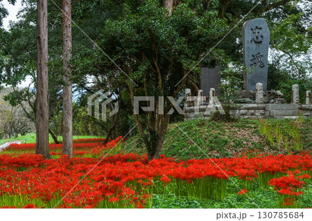 石碑の前の広場に満開の彼岸花が花絨毯を作っている写真。「岡山県真庭市・川東公園」 130785684