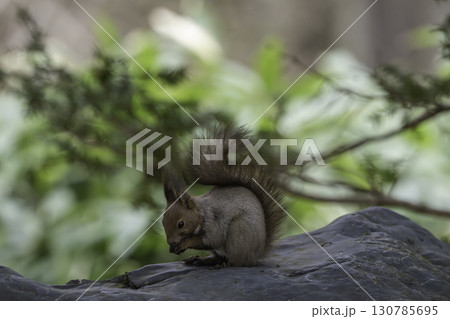 春のエゾリスたち 130785695