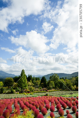赤く色づいたまん丸コキアが並んでる可愛い写真。「岡山県真庭市・蒜山高原」 赤く色づいたまん丸コキアが並んでる可愛い写真。「岡山県真庭市・蒜山高原」 130785799