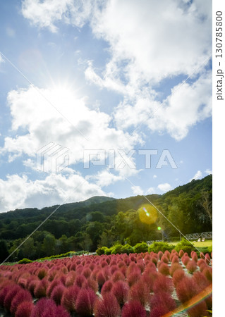 赤く色づいたまん丸コキアが並んでる可愛い写真。「岡山県真庭市・蒜山高原」 赤く色づいたまん丸コキアが並んでる可愛い写真。「岡山県真庭市・蒜山高原」 130785800