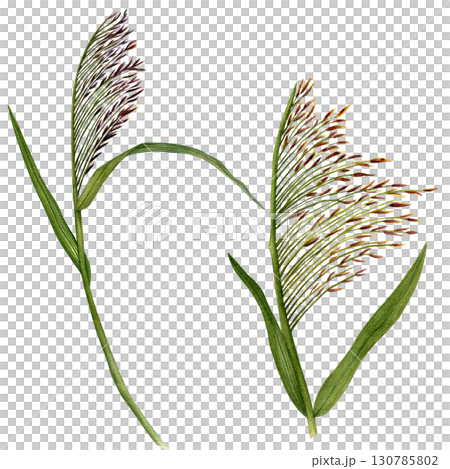 Reed (lat. Phragmites) is a perennial aquatic plant. Watercolor illustration hand-drawn on a white background. Drawing for printing, postcards and scrapbooking. Reed (lat. Phragmites) is a perennial aquatic plant. Watercolor illustration hand-drawn on a white background. Drawing for printing, postcards and scrapbooking. 130785802