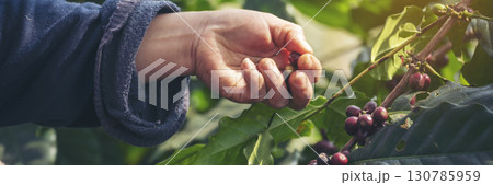 Banner hands harvest red seed in basket robusta arabica plant farm. Coffee plant farm Close up woman Hands harvest raw coffee beans. Ripe Red berry plant fresh seed coffee tree growth with copy space Banner hands harvest red seed in basket robusta arabica plant farm. Coffee plant farm Close up woman Hands harvest raw coffee beans. Ripe Red berry plant fresh seed coffee tree growth with copy space 130785959