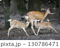 2頭の小鹿に授乳をする親鹿 130786471