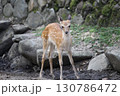 岩場の陰で親の帰りを待つ小鹿 130786472