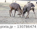 角を突き合わせ戦う雄鹿 130786474