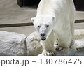 暑くて水に飛び込むシロクマ 130786475