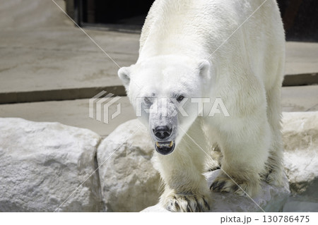 暑くて水に飛び込むシロクマ 暑くて水に飛び込むシロクマ 130786475