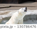 水に浸かり気持ち良く溜息をつくシロクマ 130786476