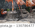卵をひっくり返すフラミンゴの親 130786477