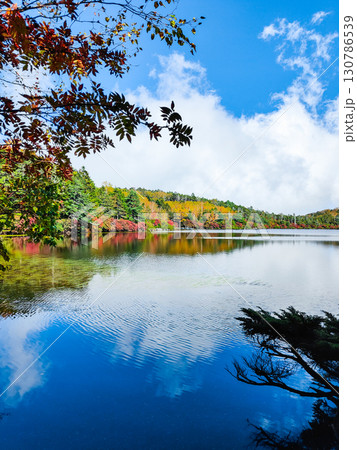 秋の白駒池 130786539