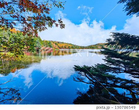 秋の白駒池 130786549