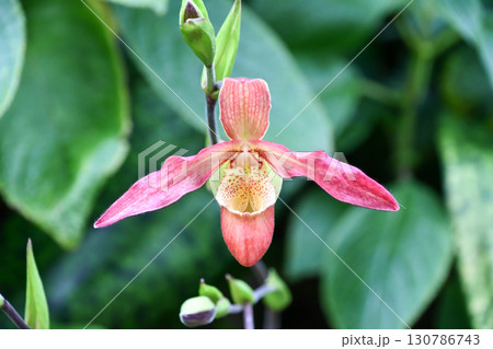 フラグミペディウム　Phragmipedium 130786743