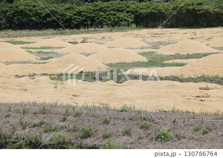 もみ殻で土壌改良 130786764