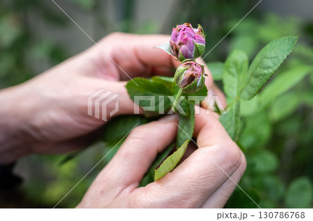 Rose buds having damaged from thrips. Thrips can significantly damage roses by feeding on their foliage and blooms. Rose buds having damaged from thrips. Thrips can significantly damage roses by feeding on their foliage and blooms. 130786768