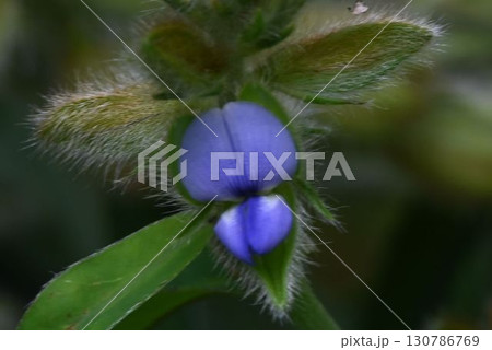 午後から開花する毛で覆われた萼片の中に咲く青色の花が可愛いタヌキマメ 午後から開花する毛で覆われた萼片の中に咲く青色の花が可愛いタヌキマメ 130786769
