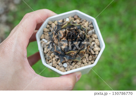 Someone hand holding a pot of dead Obregonia denegrii cactus with Anthracnose disease problem covered it whole. Anthracnose is one of the most common and serious diseases in horticulture. 130786770
