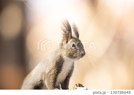 自然の中のエゾリス 130786848