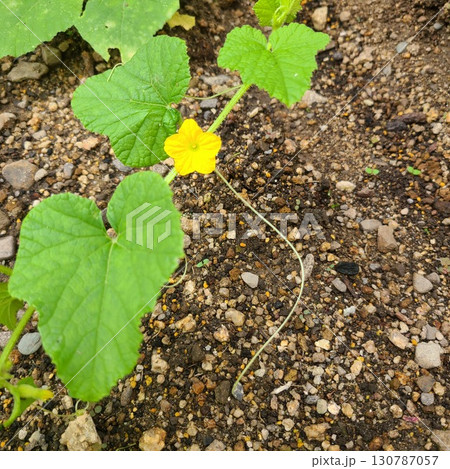 マクワウリの花 マクワウリの花 130787057