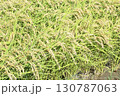 収穫間近の稲穂 130787063