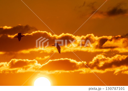 日の出と朝焼けの空を飛ぶ鵜 日の出と朝焼けの空を飛ぶ鵜 130787101