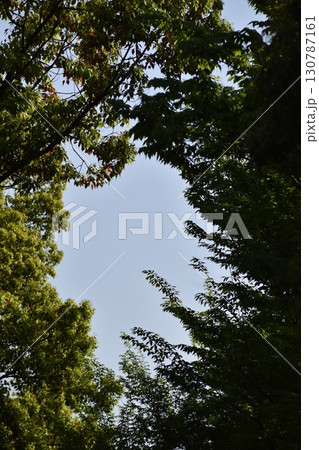 木の枝に周囲を囲まれた空はさまざまな形状が現れる 130787161