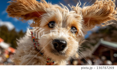 テリア系とプードル系のミックス子犬が元気にはしゃぐかわいい日常風景 テリア系とプードル系のミックス子犬が元気にはしゃぐかわいい日常風景 130787269