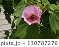 芙蓉の花から顔を出すクマバチ 130787276