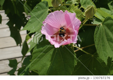 芙蓉の花から顔を出すクマバチ 130787276