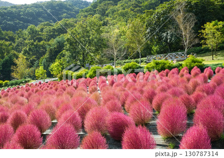 赤く色づいたまん丸コキアが並んでる可愛い写真。「岡山県真庭市・蒜山高原」 130787314