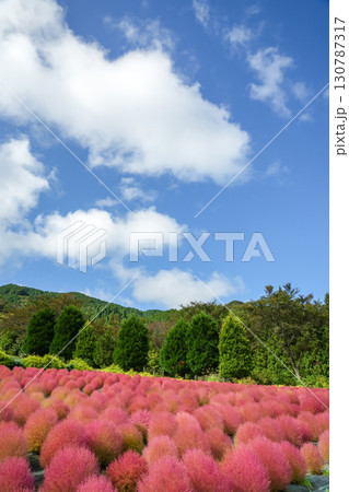 青空の下、赤く色づいたまん丸コキアが並んでる可愛い写真。「岡山県真庭市・蒜山高原」 青空の下、赤く色づいたまん丸コキアが並んでる可愛い写真。「岡山県真庭市・蒜山高原」 130787317