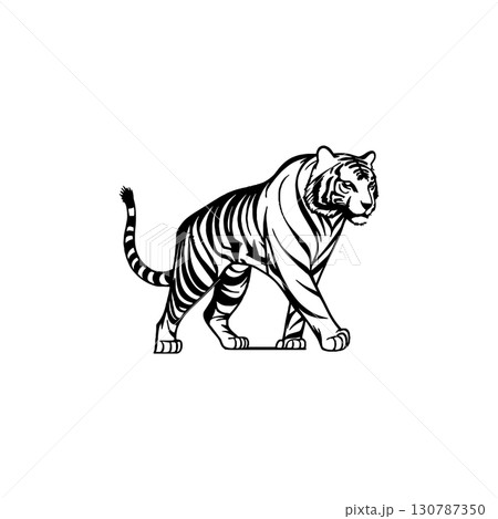 vectors of tiger animals walking 130787350