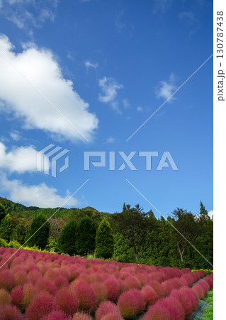 青空の下、赤く色づいたまん丸コキアが並んでる可愛い写真。「岡山県真庭市・蒜山高原」 130787438