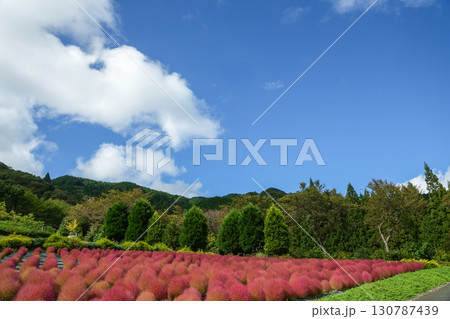 青空の下、赤く色づいたまん丸コキアが並んでる可愛い写真。「岡山県真庭市・蒜山高原」 130787439