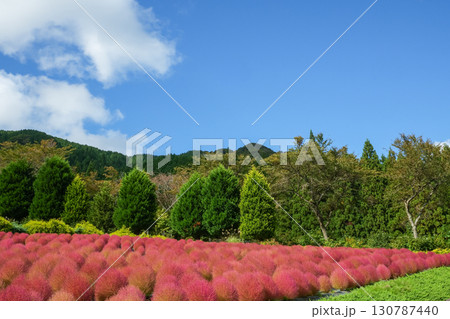 青空の下、赤く色づいたまん丸コキアが並んでる可愛い写真。「岡山県真庭市・蒜山高原」 青空の下、赤く色づいたまん丸コキアが並んでる可愛い写真。「岡山県真庭市・蒜山高原」 130787440