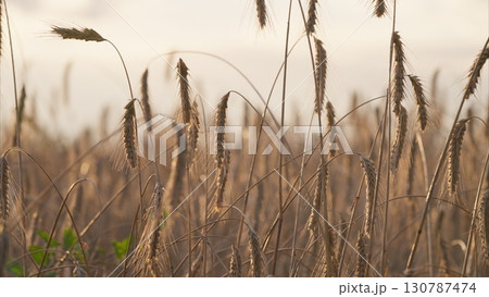 Golden Grains Glimmering in Sunlight A Peaceful and Serene Countryside Setting Golden Grains Glimmering in Sunlight A Peaceful and Serene Countryside Setting 130787474