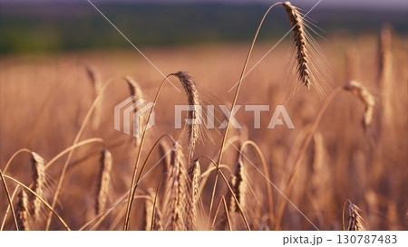 A Beautiful Golden Wheat Field Bathed in Soft, Warm Sunset Light Reflecting Natures Bounty 130787483