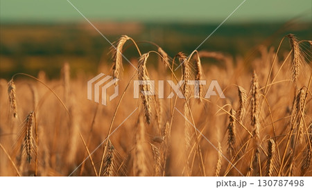 A stunning Golden Wheat Field in Summer, showcasing natures bounty and vibrant growth A stunning Golden Wheat Field in Summer, showcasing natures bounty and vibrant growth 130787498
